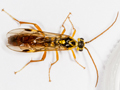 Tenthredopsis friesei